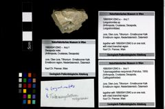 Foto (Objekt + Etikett) von Longodromites sp.  (NHMW-GEO-1990-0041-2943a)